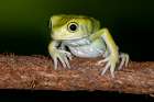 Waxy Monkey tree frog. Art Print